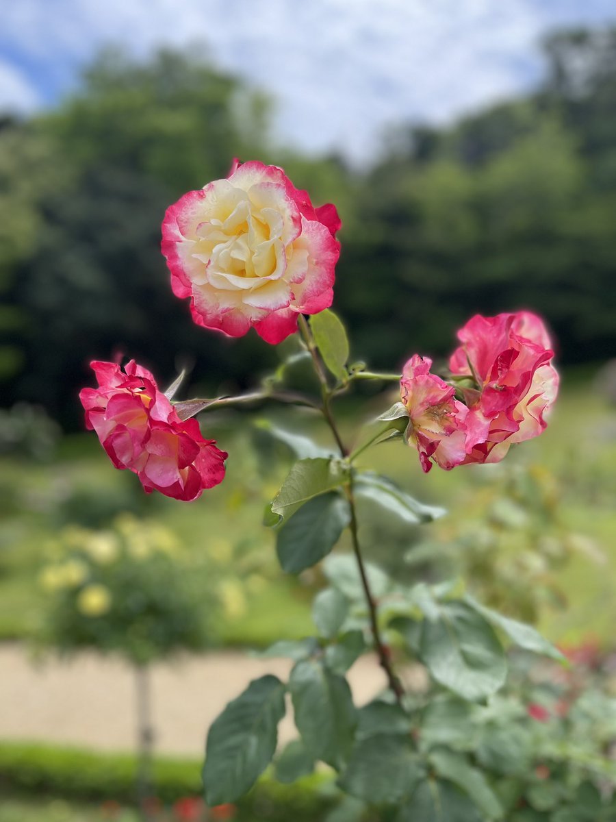 geeeee_u's tweet photo. バガテル公園はバラが見頃で良かった！✨
しかもタブンネの巣になってた😁 https://t.co/j17s2KNq40