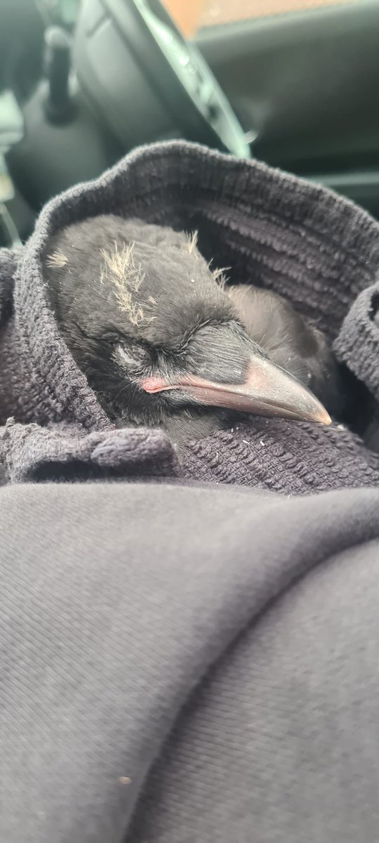 Not everything we do is a long story! Sometimes we just help with transport. This crow was found on the south bank.
Teamwork makes the dream work. This little crow is now with @thewildlifealliance .

#protectthewild #wildlife #wildlifeconservation #crow