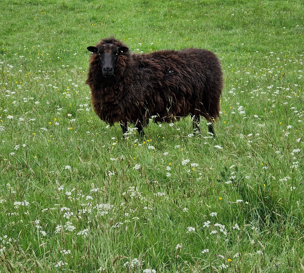Scatty Sunny looking pretty in amongst the wild flowers.
Our fields are managed organically and are full of beneficial grasses, herbs and wild flowers 🌿🌱

#animalsanctuary #sheep #sheep365 #animallovers #foreverhome ##nonprofit #amazonwishlist #grass 

woollypatchworksheepsanctuary.uk