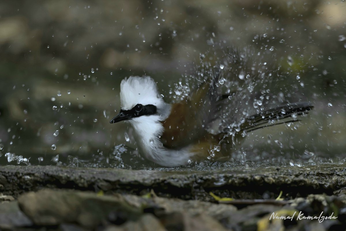 White Crested Laughing Thrush at a bird bath in Kaeng Krachan National Park in Thailand. #birdsofthailand #birdphotography #thrush #bbcwildlifemagazine #canonwildlife #natgeo #natgeowild #instagood #travelgram #zero3images #zenelli #manfrotto #lenscoat #thaibirdingspot