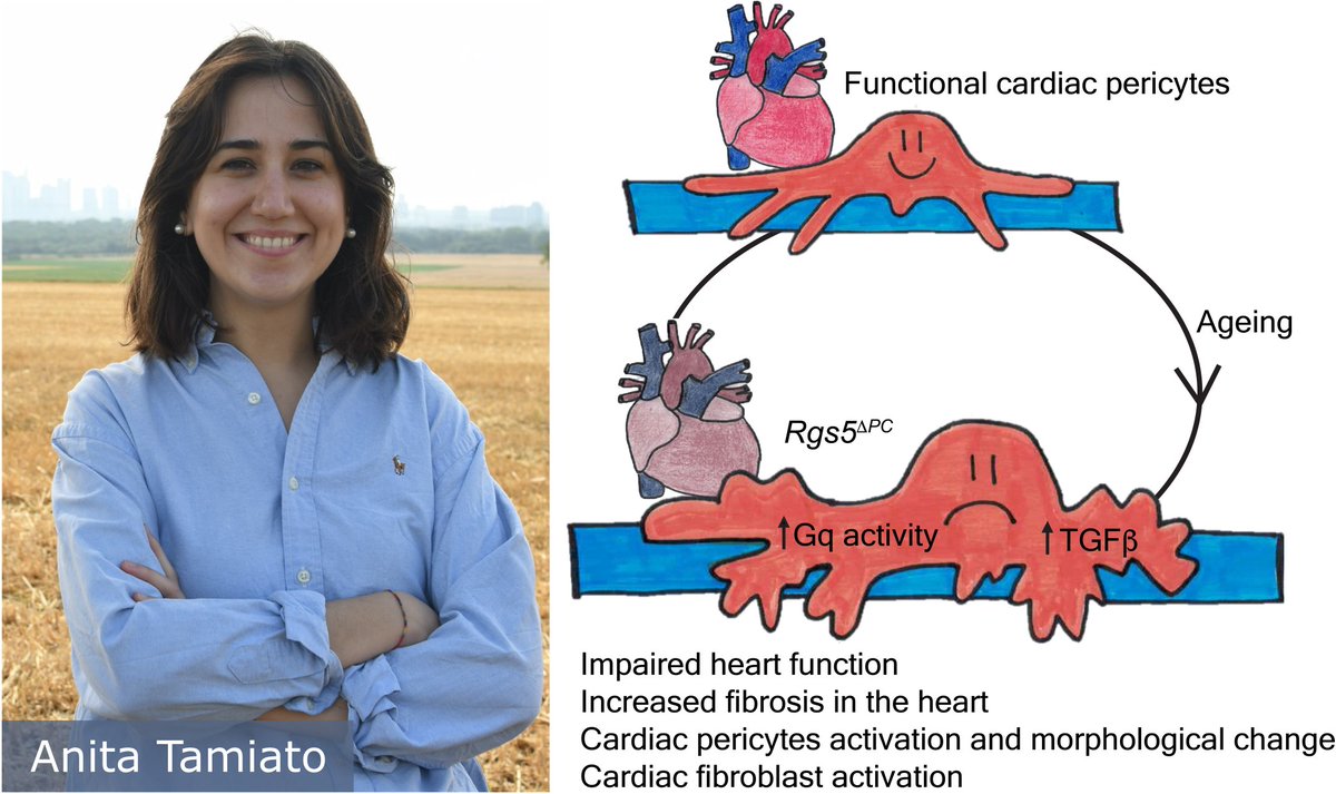 CPI (@cpi_exstra) on Twitter photo Young talented CPI researcher <a href="/AnitaTamiato/">Anita Tamiato</a> and colleagues show in their work that pericyte coverage is reduced in the ageing heart.
Find the full publication here:
ahajournals.org/doi/full/10.11… Young talented CPI researcher <a href="/AnitaTamiato/">Anita Tamiato</a> and colleagues show in their work that pericyte coverage is reduced in the ageing heart.
Find the full publication here:
ahajournals.org/doi/full/10.11…