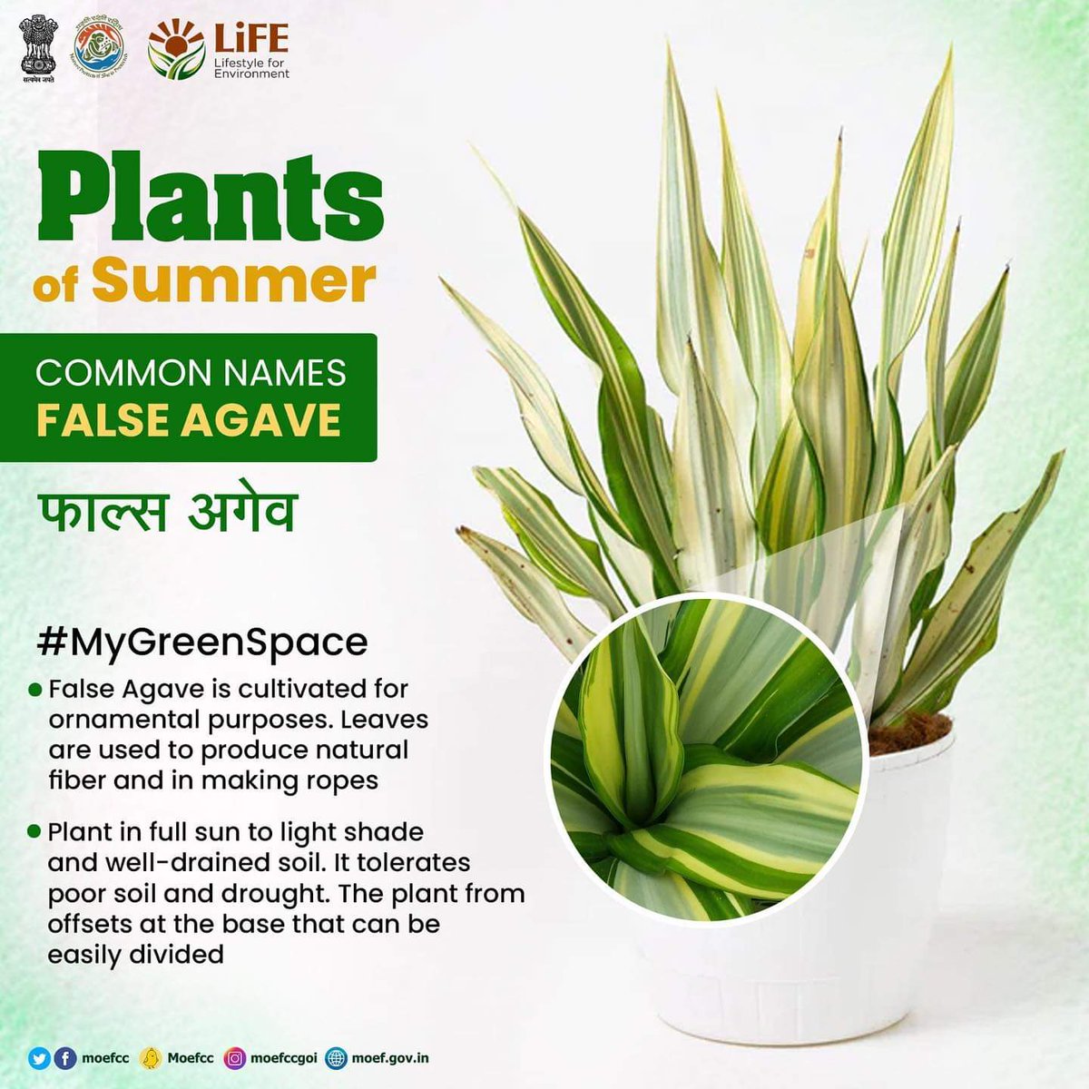 #MyGreenSpace #ChooseLiFE #MissionLiFE @moefcc 
Plants of Summer
COMMON NAMES FALSE AGAVE
फाल्स अगेव @NWRailways