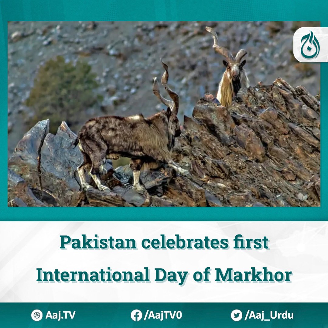 Pakistan celebrated the first-ever ‘International Day of the Markhor’ on May 24 (today) after it was proclaimed by the United Nations earlier this month to highlight the importance of conserving this magnificent species and its habitat. #Markhor #UnitedNations #UN #Pakistan