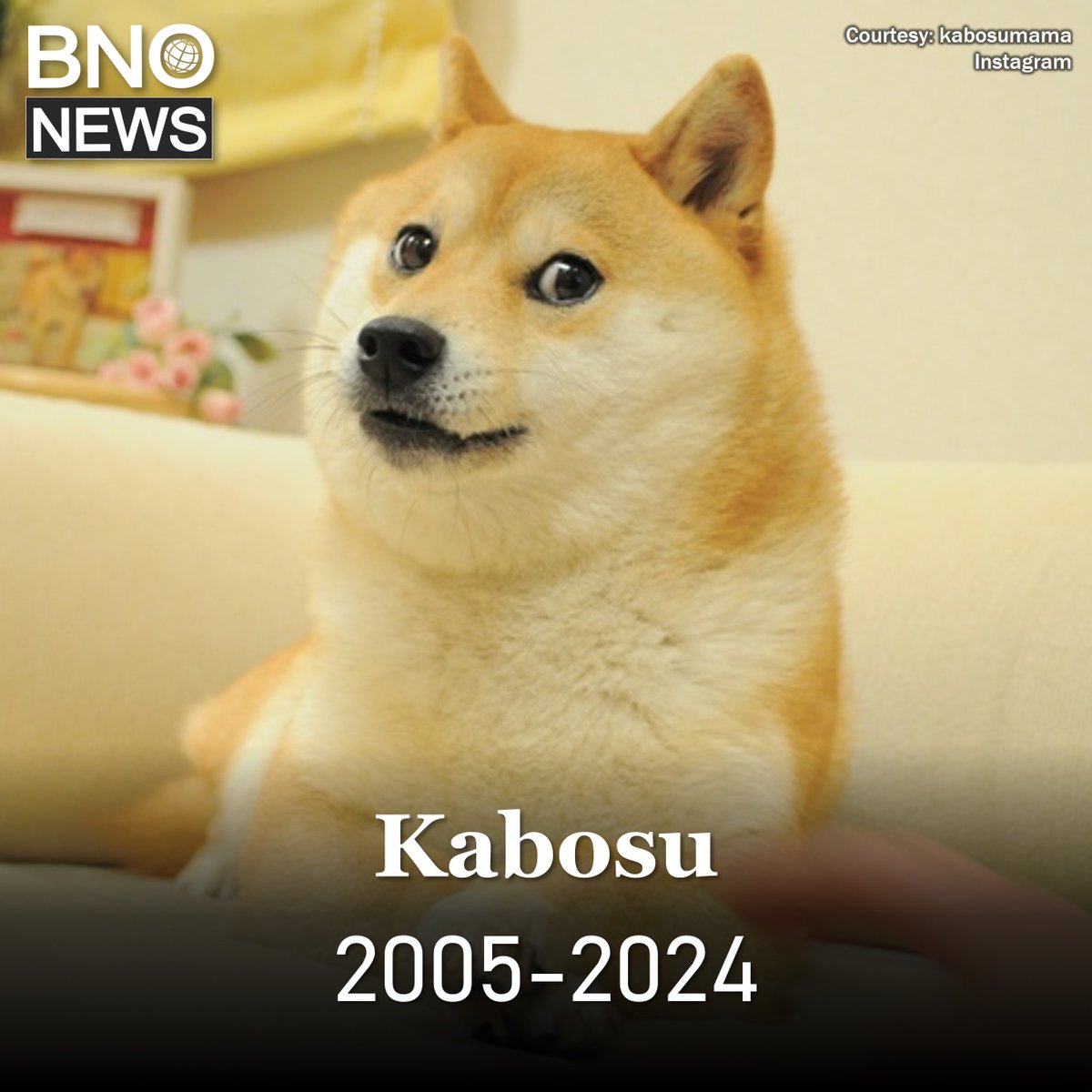 Kabosu, the Japanese dog behind the Doge meme, has died