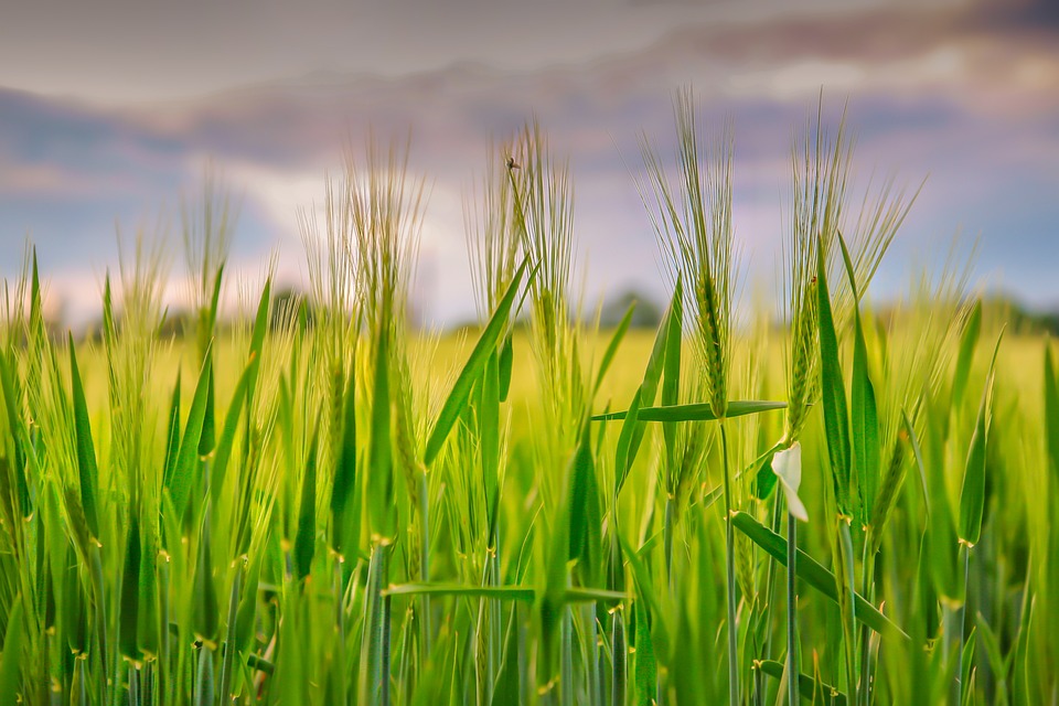 Characterizing stay‑green in barley across diverse environments: unveiling novel haplotypes rdcu.be/dHRB6