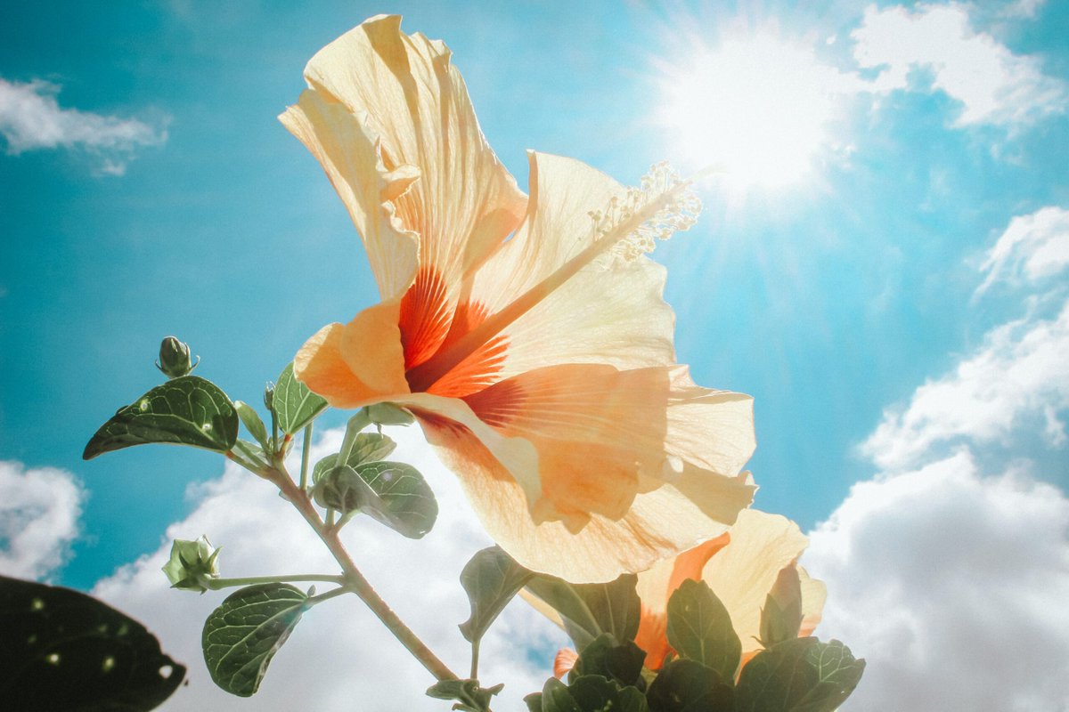 Her yeni gün;
Güneşin doğuşuyla birlikte
Umudu yüreğimizde yeniden canlandırır...

Günaydın🌞