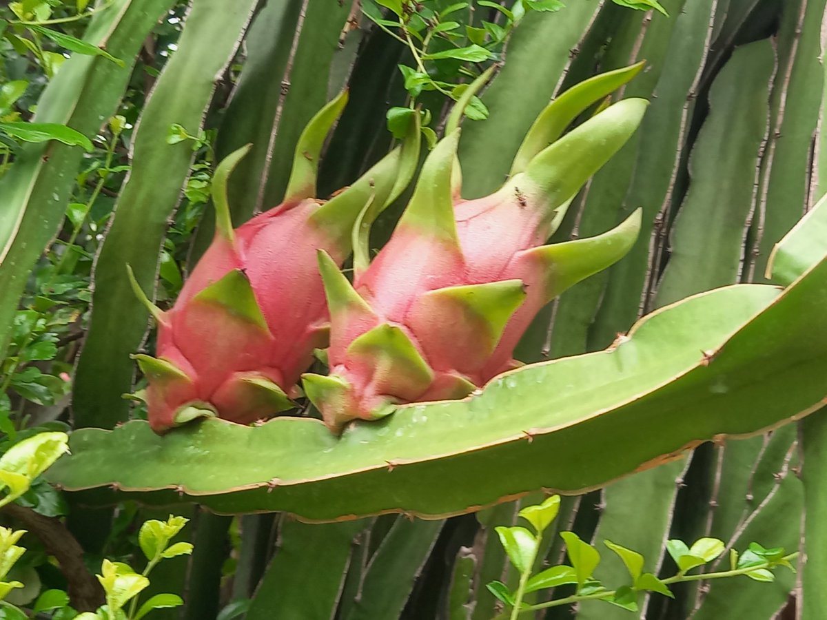 For those who have not seen a drangon fruit tree and dragon fruits before Uncle Niyom Orchid Farm Talingchan : Bangkok, Thailand