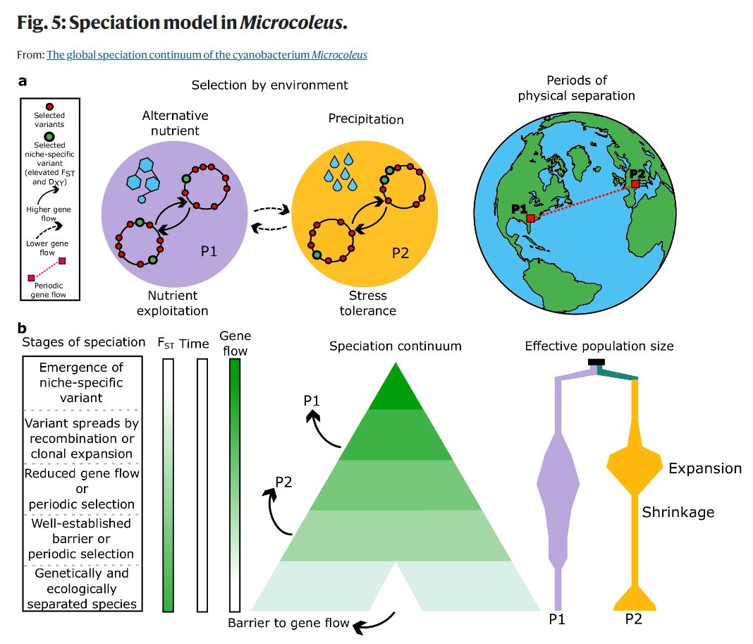 The global speciation continuum of the cyanobacterium Microcoleus This genus represents a speciation continuum of at least 12 lineages, with lineage divergence driven by selection, geographical distance & the environment @dvorikus @UPOlomouc #evolution nature.com/articles/s4146…