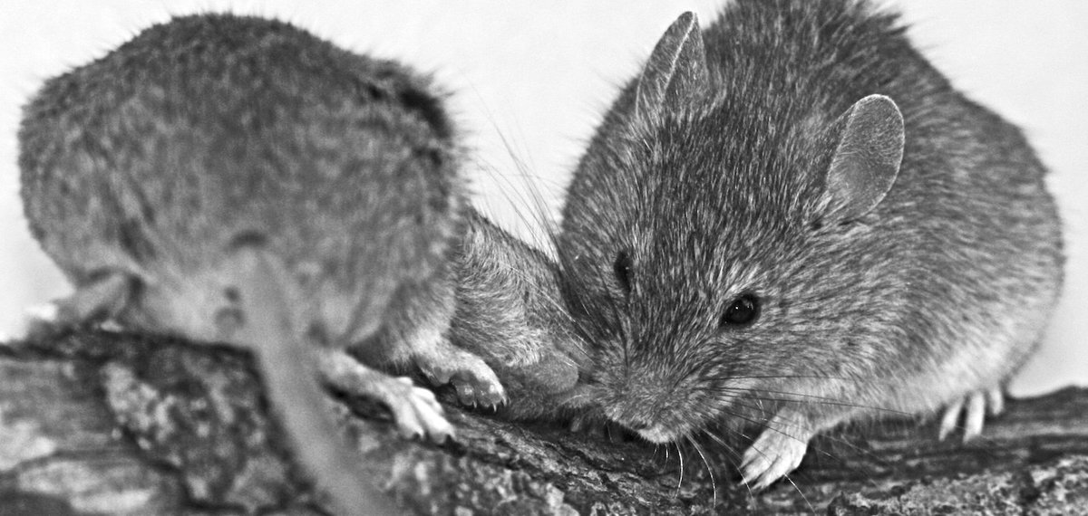 Faculty of Science of Charles University (@science_charles) on Twitter photo Exciting news in olfactory #research! 👃
An international team of scientists including @StopkaPavel lab 🐁 from our faculty and <a href="/BIOCEV_science/">BIOCEV_SCIENCE</a> decoded the #scent code of mice and the role of vomeronasal organ in social #communication . The study was recently published in <a href="/eLife/">eLife - the journal</a> Exciting news in olfactory #research! 👃
An international team of scientists including @StopkaPavel lab 🐁 from our faculty and <a href="/BIOCEV_science/">BIOCEV_SCIENCE</a> decoded the #scent code of mice and the role of vomeronasal organ in social #communication . The study was recently published in <a href="/eLife/">eLife - the journal</a>