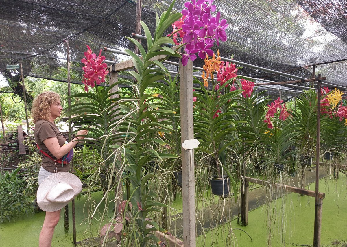 Most of people on my tour loved orchids Uncle Niyom Orchid Farm Talingchan : Bangkok, Thailand