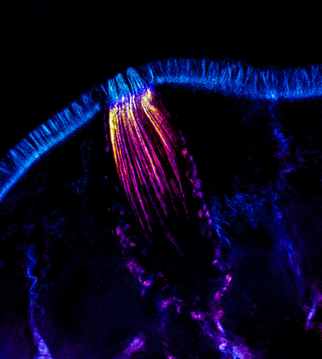 Our featured image this #FluorescenceFriday was acquired by Jen Silverman @TheJenSilverman. It shows the lateral view of an intestinal tuft cell imaged by SIM. For more information about the image and about Jen’s research @TyskaLabActual @VanderbiltCDB: focalplane.biologists.com/2024/05/24/fea…