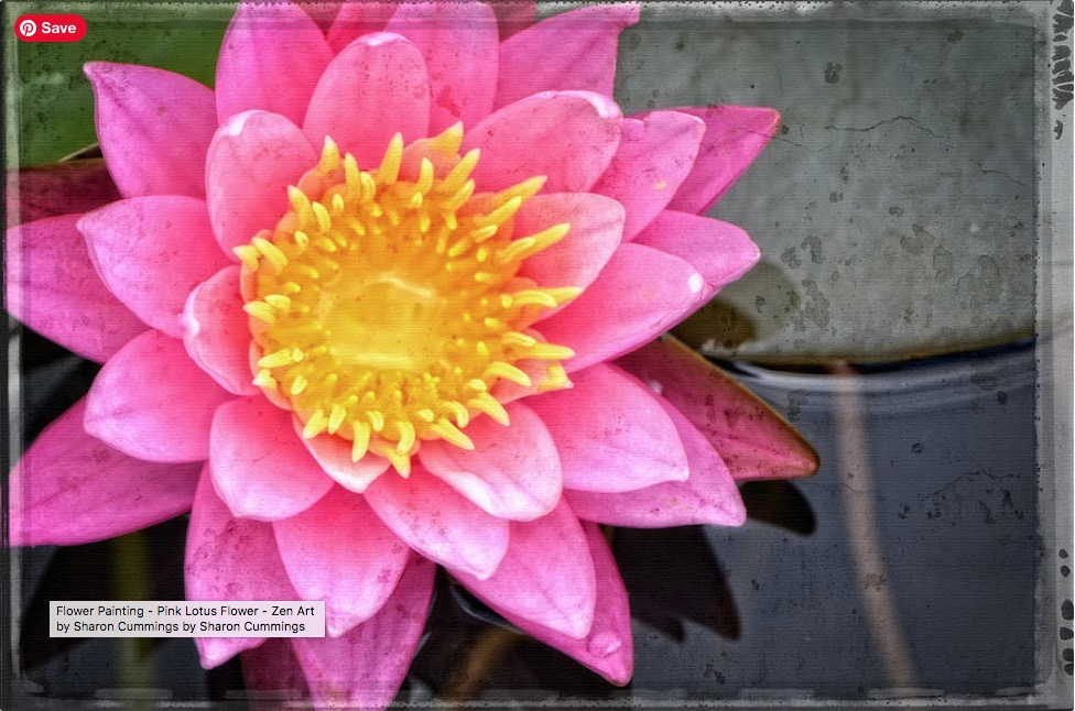 Pink Lotus HERE: fineartamerica.com/featured/pink-… #lotus #flower #pink #zen #yoga #meditation #ponds #floral #floralart #spring #springtime #buyINTOART #FillThatEmptyWall #homedecor