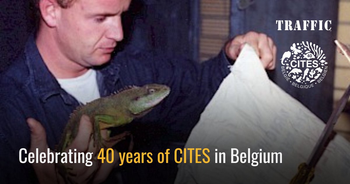 TRAFFIC_WLTrade's tweet photo. 🎉 Celebrating 40 Years of CITES in Belgium! 🎉 

Belgium has been instrumental in regulating the trade of protected wildlife under @CITES—making a significant impact on conservation. 

Belgium marks another milestone next year with EU-TWIX. Learn more🔗 https://t.co/iYLCT4GHkZ https://t.co/R6sA65qsZB