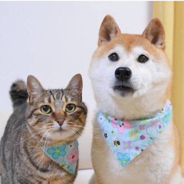 GinnanOnETH's tweet photo. Bunch of bestfriends! Kabosu you will be missed ❤️

$GINNAN is here to protect KabosuMama https://t.co/Pi1oDMvcYo