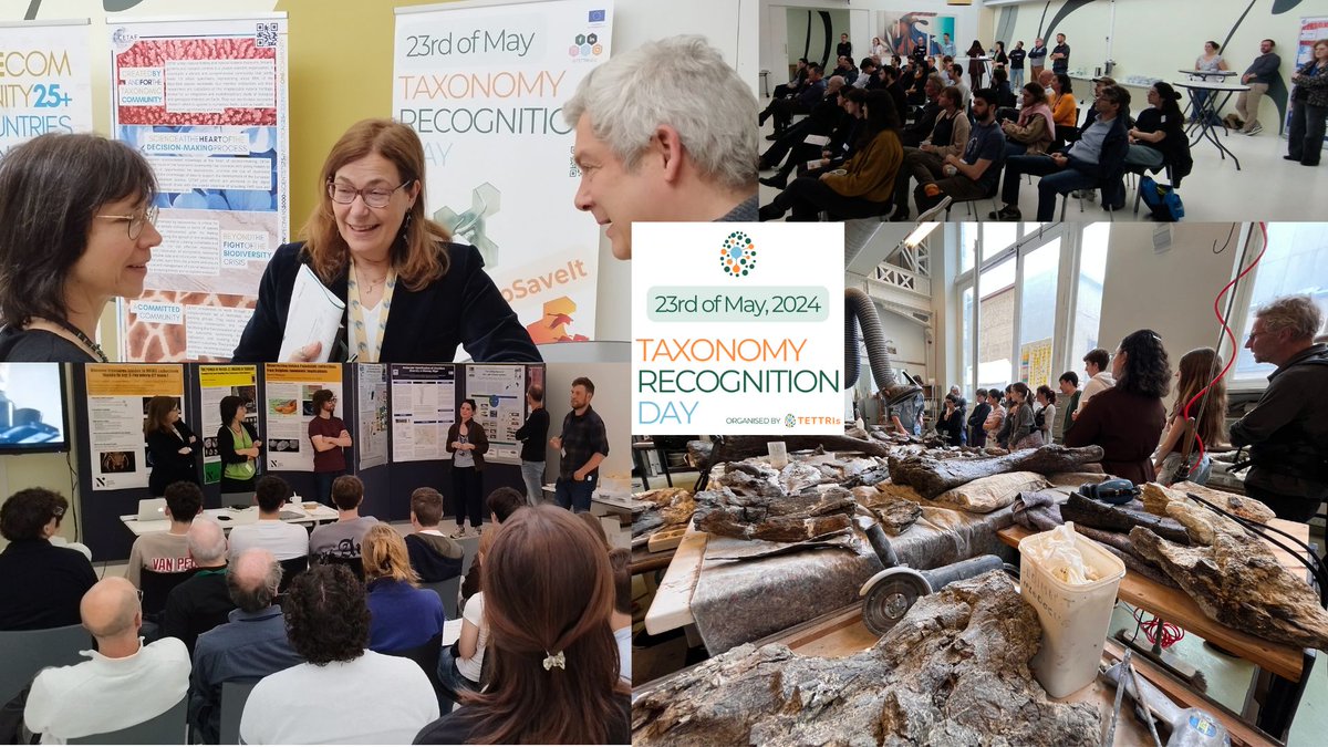 ✌️🐸🐦🐌🪼🦏🌴 The first #Taxonomy Recognition Day was a success: 16 Institutions celebrated simultaneously in 10 European Countries (🇦🇹🇧🇪🇨🇿🇩🇪🇩🇰🇫🇮🇫🇷🇬🇷🇮🇹🇸🇪). In Brussels, CETAF partnered with RBINS... Read the story here: cetaf.org/elementor-1003… #NameItToSaveIt @REA_research