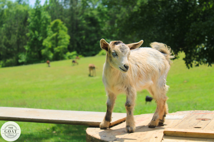 TheGOATFarmLLC's tweet image. It&apos;s Friday...and feelin&apos; on top of the world! 🌎

#GoodMorningFriday #fridayfreeforall #fridayfeeling #animals #GoatSquad #goats #rurallving