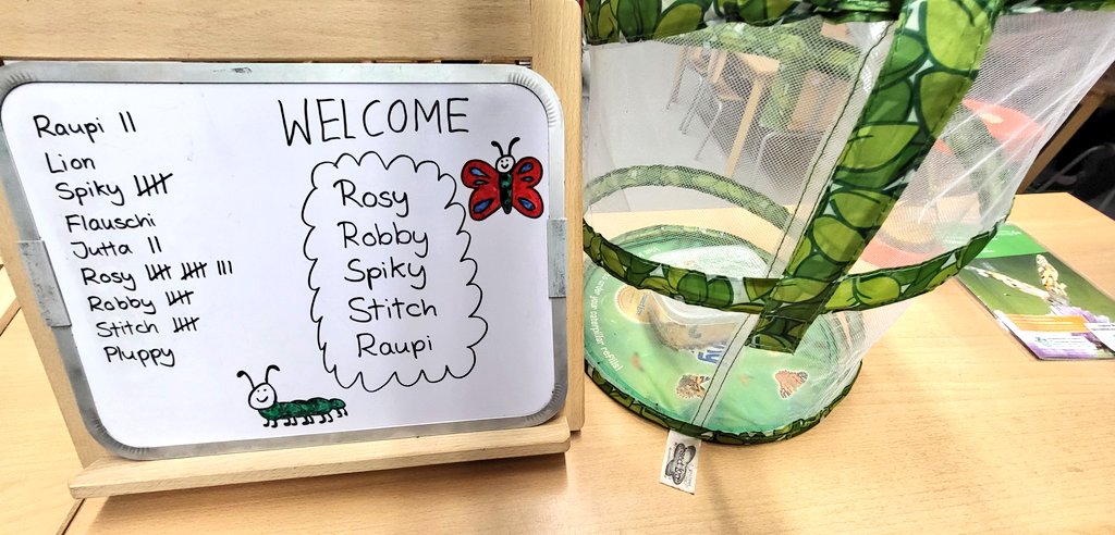 The naming of 🐛🐛🐛🐛🐛 adorable caterpillars 

• Names were suggested
• We voted 
• Welcome Rosy, Robby, Spiky, Stitch and Raupi 

Lets transform 🐛🦋🦋🦋🦋🦋❤️

#democracy #earlyyears #EYEd