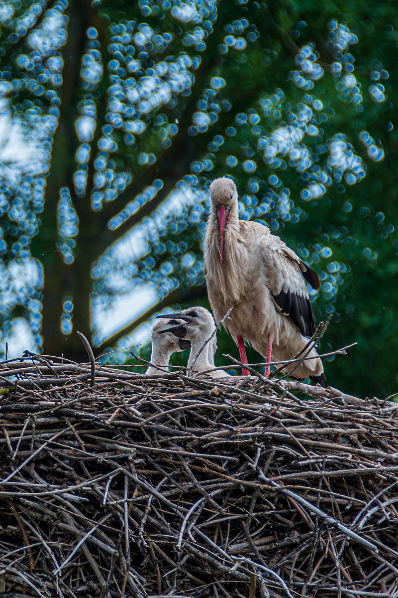 #XNatureCommunity #XNaturePhotography #TwitterNaturePhotography #NaturePhotography #NatureBeauty #Birds #BirdsOfX Stork mum with three fledglings