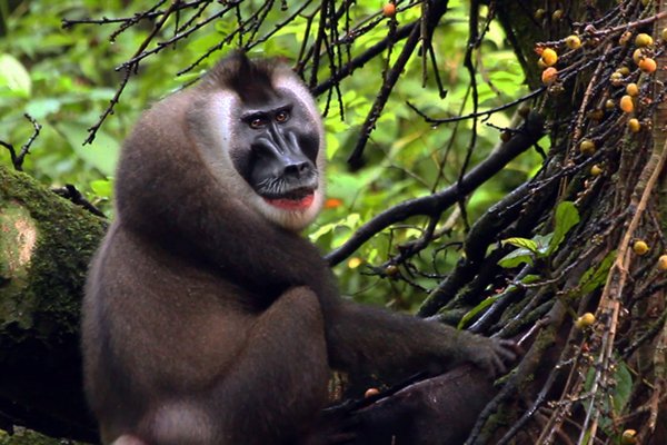 ONUGuineaEcua's tweet photo. Estudios científicos han mostrado que la #IslaDeBioko alberga especies de primates que se encuentran en peligro de extensión. En el #DíaDeLaBiodiversidad,es necesario recordar que es responsabilidad de todos y todas colaborar para conservarlos y evitar su extinción.#ODS15. https://t.co/nY2XZTmVnI