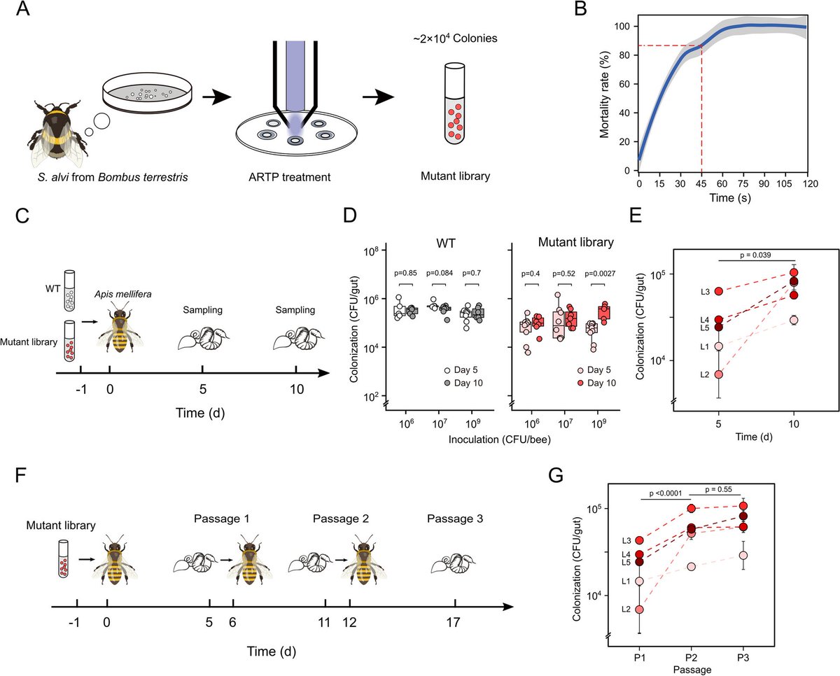 MicrobiomeJ's tweet photo. Identification of the mutual gliding locus as a factor for gut colonization in non-native bee hosts using the ARTP mutagenesis https://t.co/NRxLPkM2ZD https://t.co/UK518zBq4S