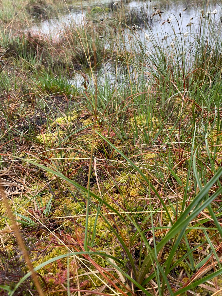 It was great yesterday to show that NPAP’s peatland restoration on Welsh Government Woodland Estate has visibly increased biodiversity, after hydrological intervention raising water levels, restoring a healthy functioning peatland.
#HighNatureLowCarbon
#WalesPeatlandAction