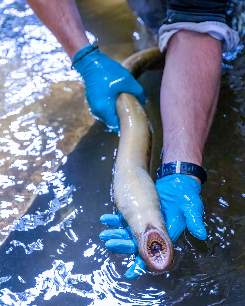 Really pleased to have filmed with @WelshDeeTrust and photographed the #Chester Fish Trap with @NatResWales - it's a fascinating location and well worth a visit, who knows what amazing creatures you might see! #SeaLamprey #ChesterTweets