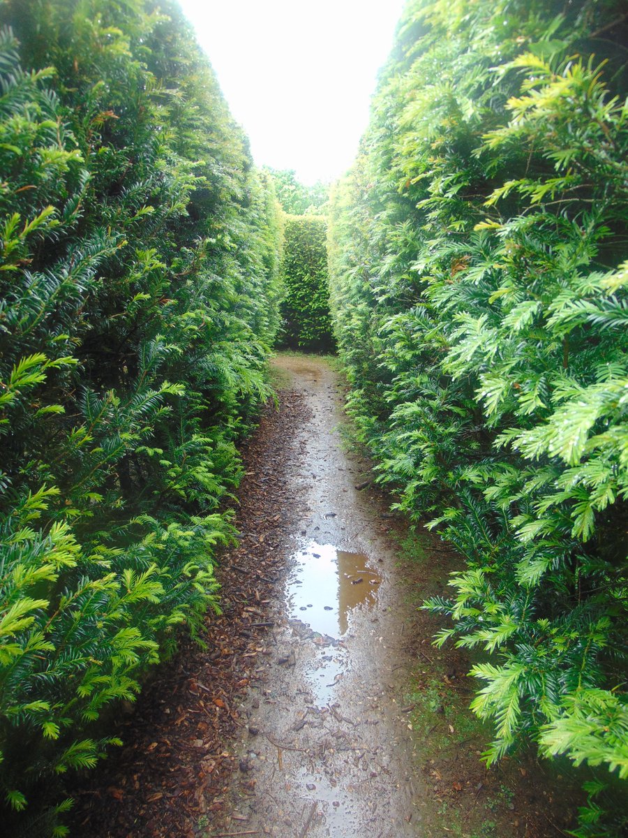 I hadn't realised there was a maze. Didn't get to the centre where there's a viewing platform. I will next time. My fleece got rather damp brushing the leaves. #theferrisfiles #metaphorsaplenty #maze #rain #ferrisphotos