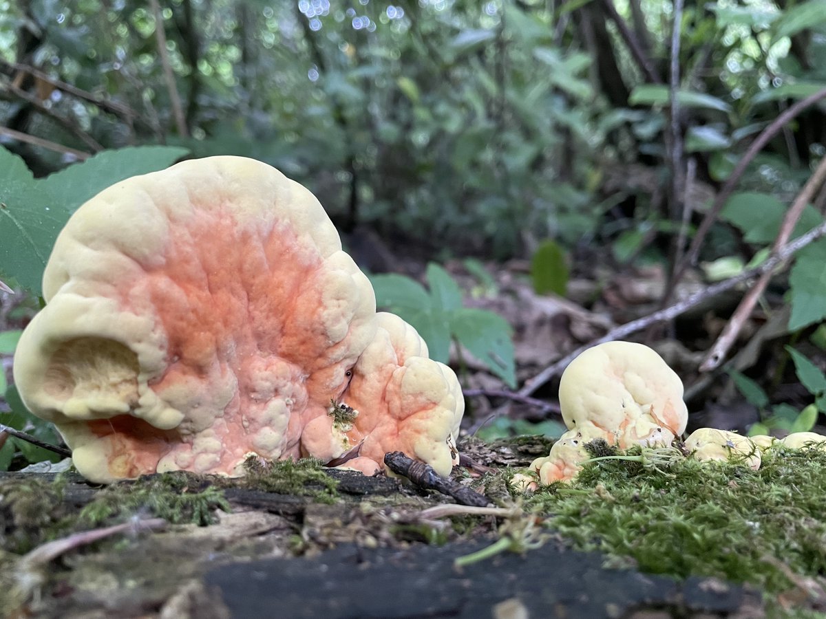 #FungiFriday is this chicken of the woods ?