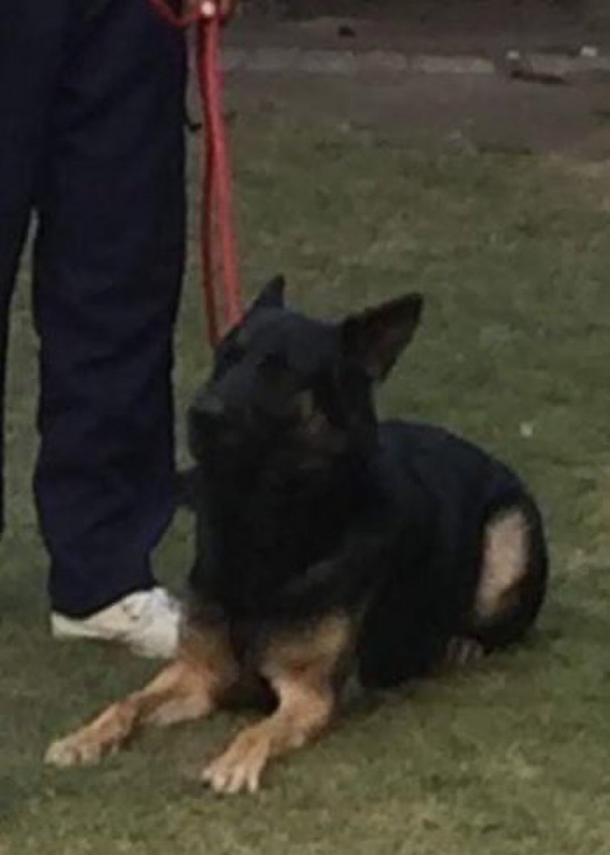 MindfulCritique's tweet image. Amreeka ke kutte ab PTI ke nasli kutto se bhi darte hain...
#JusticeForSam