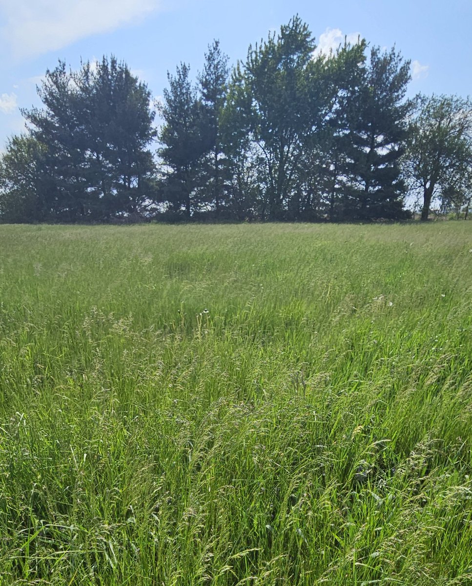 healthysoilguy's tweet photo. What are the proper steps for forage analysis? (wrong answers only)

#organic
#hay
#forage
#soilhealth
#foragequality 
#animalhealth
#plantanalysis
#soilfertility
#biodiversity 
#nature
#research
#agroecology 
#agronomy
#agriculture 
#agx 
#agtwitter 
#Geosmin 
#GrowWithGeosmin https://t.co/x5PTVQ67p4