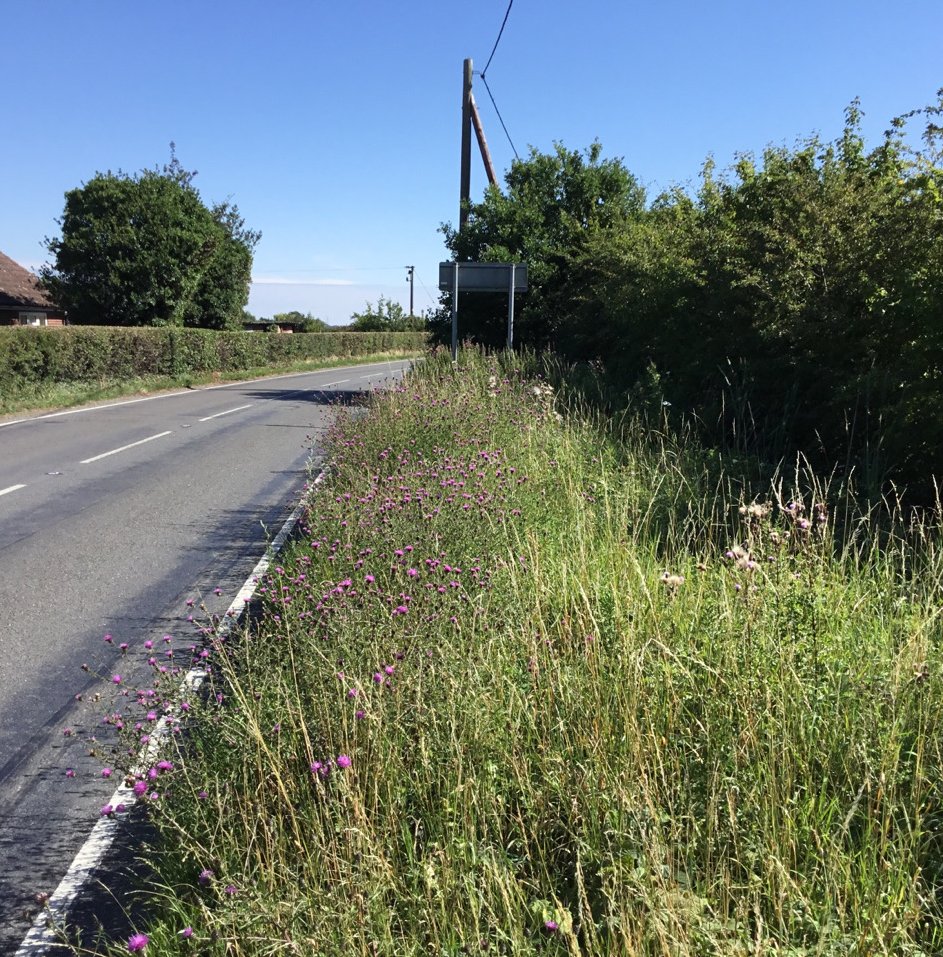 🌿 This grass cutting season we are prioritising roadside safety & wildflower conservation. Where safe to do so, certain roadside verges will be left uncut throughout May until late June. This is to provide sanctuary for nationally scarce wildlife species. ow.ly/7qSG50RTSnk