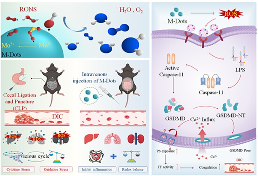 Anticoagulant therapy without bleeding: A novel molybdenum-based nanodots alleviate lethal coagulation in bacterial sepsis by inhibiting ROS-facilitated caspase-11 activation doi.org/10.1002/smm2.1…