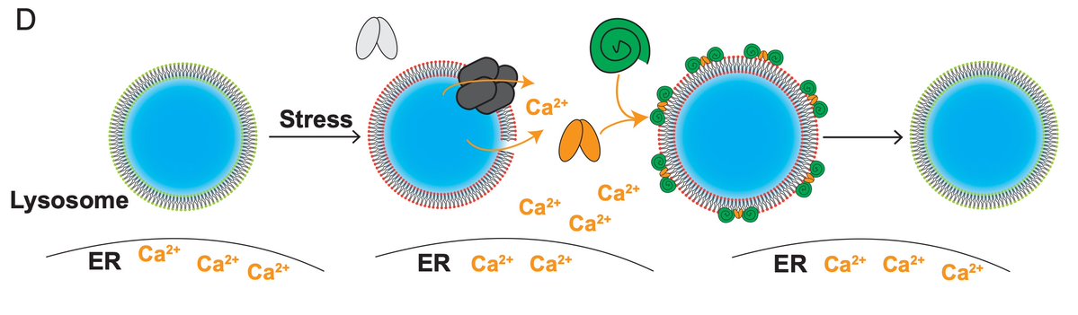 Now out at PNAS - excited to share our work on how ESCRTs protect lysosomes from stress-induced membrane rupture, enhancing lysosomal resilience. Congrats to Wei Chen & team!

#Lysosome #UMichBiolChem #CellBiology #researchpaper 

pnas.org/doi/pdf/10.107…