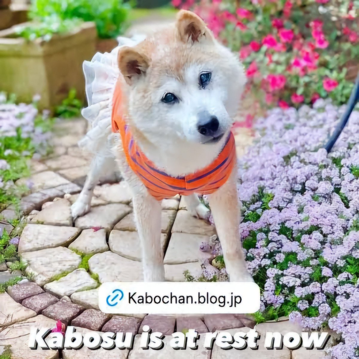 Kabosu's legacy will endure forever.

Rest in peace, Kabosu, the dog that ignited a crypto revolution.

#BABYSHIB $SHIB #DOGECOIN #KABOSU