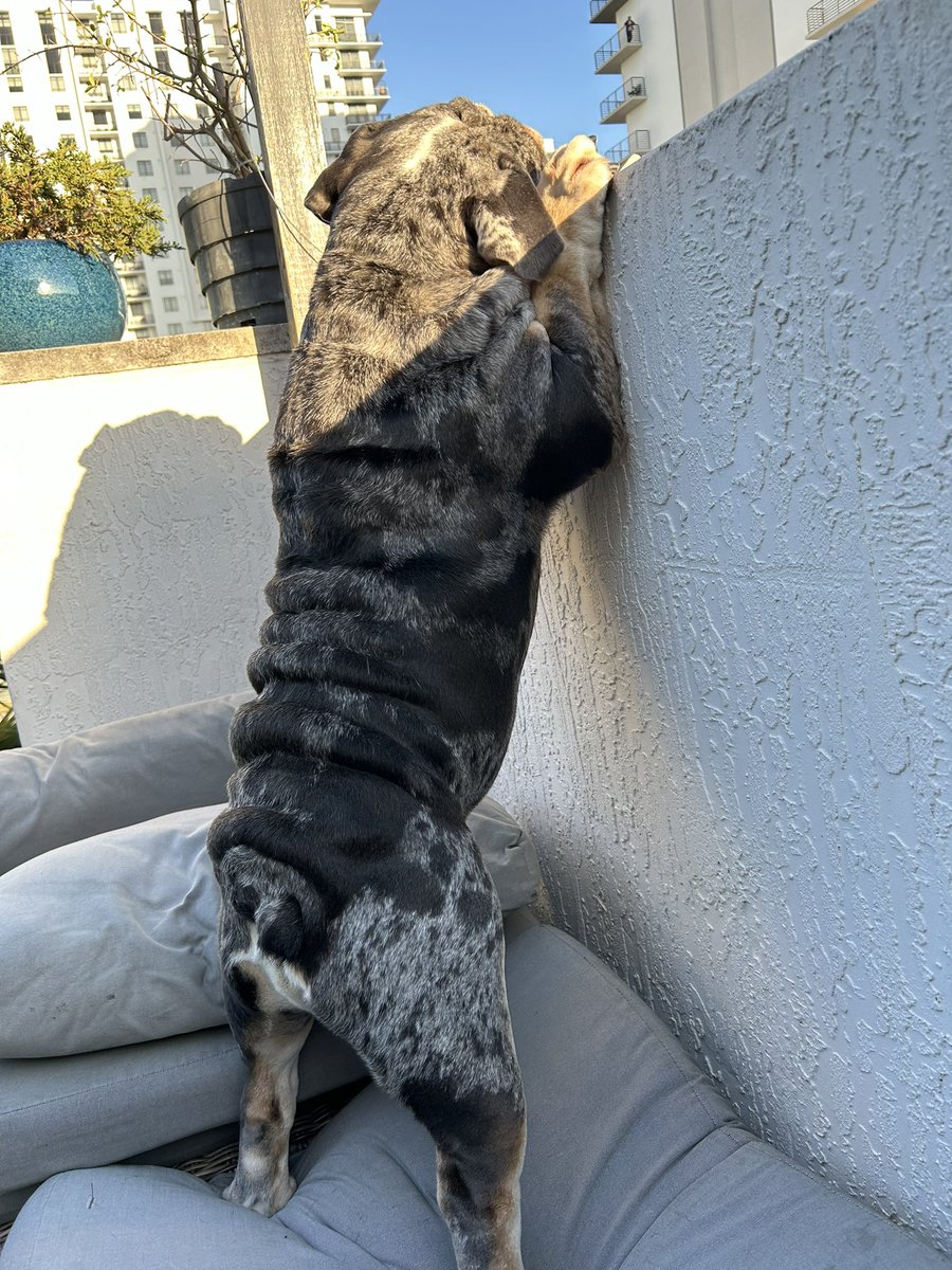 oreo_tux's tweet photo. I can’t reach my bone 🦴. Mom put it up there because it was outside all night. Send help
#cantreach #sendhelp #itsmine #ohmom https://t.co/MVjkV9CuUT