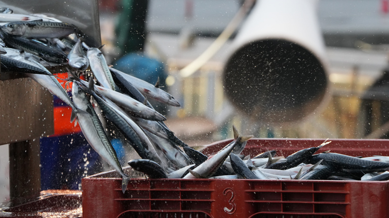 BittorOroz's tweet photo. El último #Behatoki de pesca destaca que hasta abril el sector arrantzale vasco ha descargado:
🐟 5.942 toneladas de anchoa, el 75% en puertos de Euskadi, a un precio medio de 1,72 €/ kg.
🐟 6.629 toneladas de verdel a un precio medio de 1,25 €/kg.
🔗 https://t.co/UX23G4A4gK https://t.co/tJBBuwwbQF