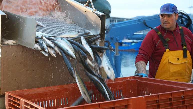 BittorOroz's tweet photo. Azken #Arrantza #Behatokia-ren arabera apirilera arte euskal arrantzaleek deskargatu dute:

🐟 5.942 tona antxoa, %75 euskal portuetan, eta 1,72 €/kg-ko batez besteko prezioan saldu dira.

🐟 6.629 tona berdel, 1,25 €/kg-ko  batez besteko prezioan.

🔗 https://t.co/UX23G4A4gK https://t.co/yyVOgpvqKa
