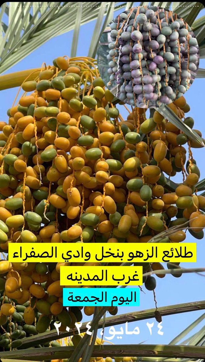 تبارك الله... بداية نضج الرطب لبواكير النخل في وادي الصفراء غرب المدينة المنورة ٢٤ مايو ٢٠٢٤م. من توثيق أحد المهتمين...