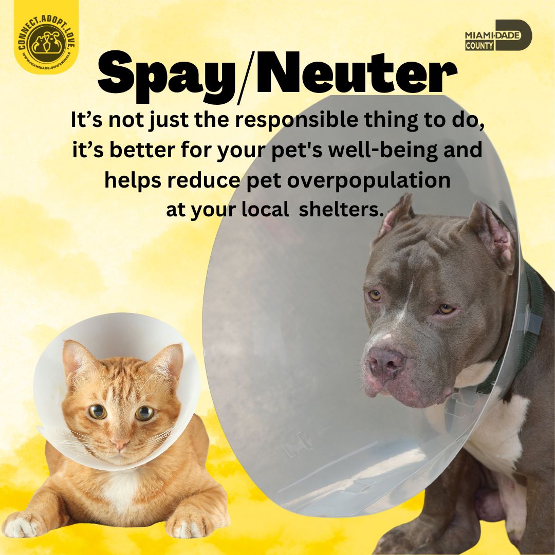 Spaying & neutering your pets isn't just responsible pet ownership – it's a commitment to the well-being of your furry companion and the welfare of all pets. Discover why it's essential at MiamiDade.Gov/Animals! 🐾💫 
#SpayAndNeuter #SpayNeuter #SpayNeuterAdopt #PetHealth