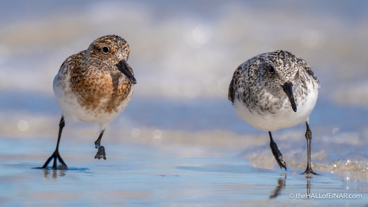 The race is on! Sanderling rushing to the next tasty tideline morsel as they fossick among tangles. Westray in Orkney this week.