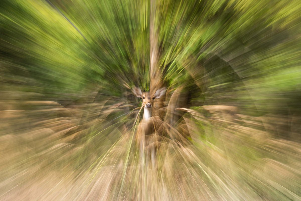 #Bandhavgarh is a Tiger land but a photographer's eye can never miss such an interesting LIGHT to make some beautiful images. Am I correct ? Made these images during Top Cat Tryst & Tiger Capital (our Bandhavgarh full day & regular safari photo tour). #TigerTuesday @Discovery