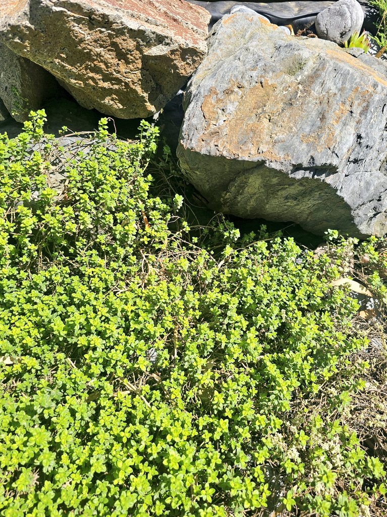 LidijaPiroski's tweet photo. Makar nam je zeleno, ultra zeleno posle ove kiše
#Timijan #Thyme https://t.co/0jbQPoOK6f