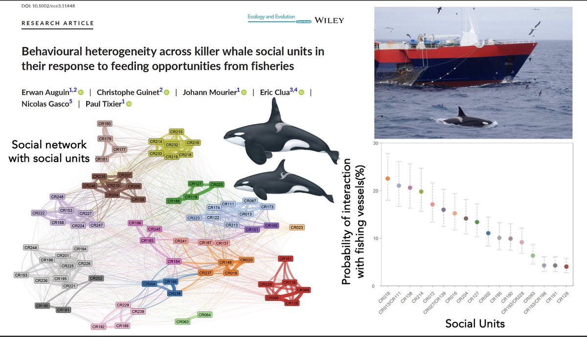 Nice to see this collaboration with my colleagues studying killer whales out in @Ecol_Evol Using Social Network Analysis, we reveal behavioural diversity of social units in their interactions with fisheries in the context of depredation. onlinelibrary.wiley.com/doi/10.1002/ec…