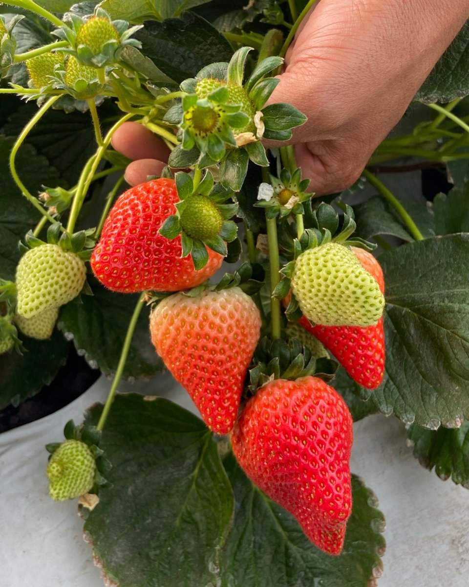 Gray Mold can threaten strawberry crops in countries like Mexico, South America’s largest producer of the popular fruit. 🍓 We help farmers grow healthy crops, like these strawberries at Michoacán, Mexico, captured by our colleague Noel Ortiz Haro. #PhotoFriday 📷