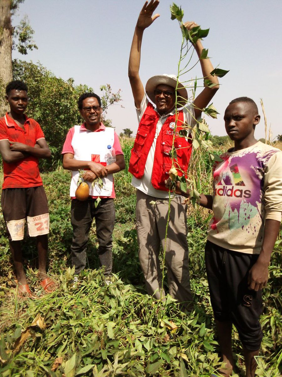 “The harvest from one cutting could be a dinner for the entire family.” @ICRC conducted post-harvest monitoring & training on the production & replication of Orange Fleshed Sweetpotato vines for 455 households in conflict-affected areas of Lugo,& Gadisa Oda, East Wellega #Oromia