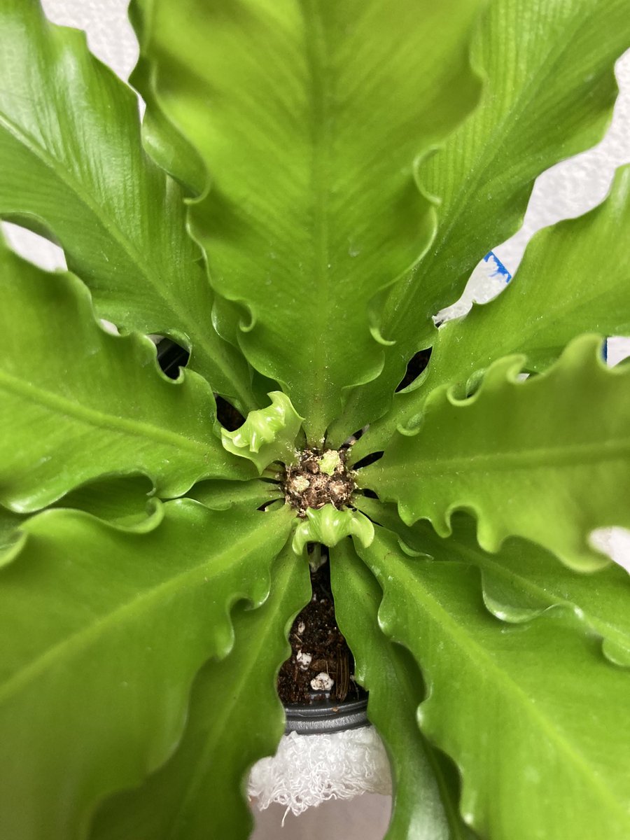 🌿 프릴 아비스 고사리