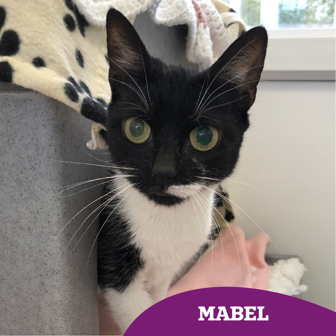 6mo Mabel is looking to fly solo and be the only pet in an adult only #fureverhome 🏡 

She's arrived to us as a stray and has had a rough start to life, but she's hoping to put that all behind her and experience the love of a family soon ❤️ 

👇🏻👇🏻
cats.org.uk/findacatform/?…