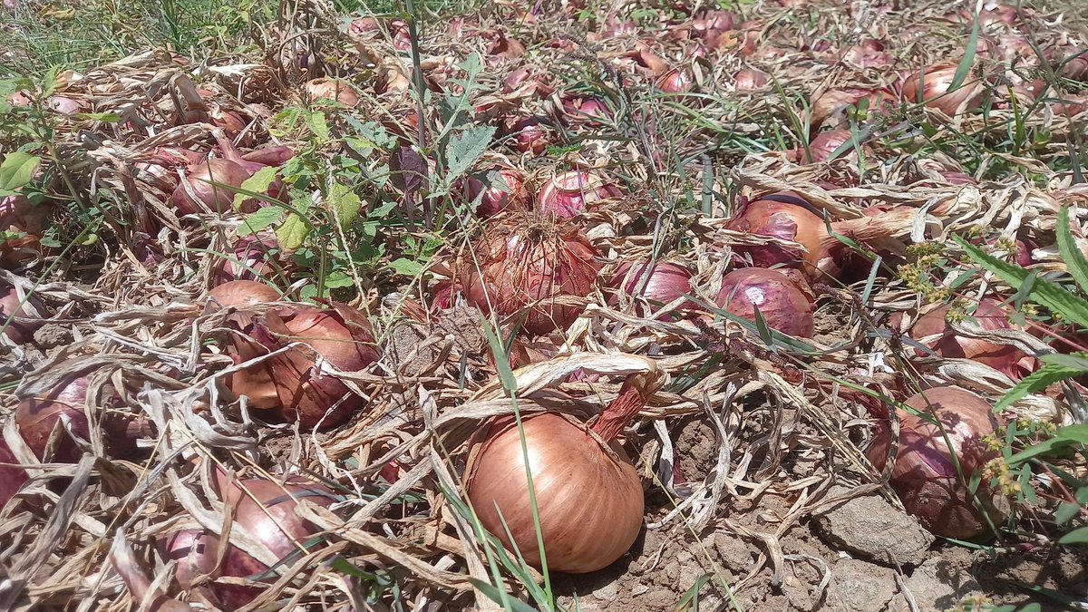 LMaraichers's tweet photo. Oignons variétés takaï et sakanal 
Made in lendeng https://t.co/UyFzr6S0A4