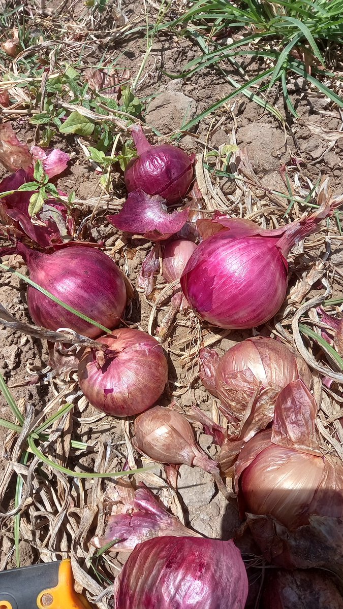 LMaraichers's tweet photo. Oignons variétés takaï et sakanal 
Made in lendeng https://t.co/UyFzr6S0A4