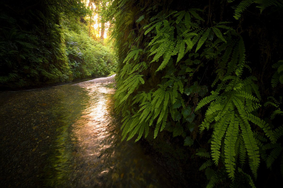 Fern Canyon 🍃